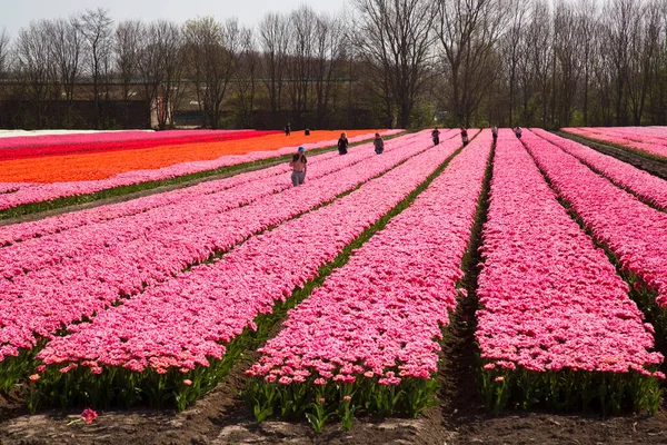 Ludzie Spacerujący Rozległym Polu Kwiatów Rzędami Tulipanów — Zdjęcie stockowe
