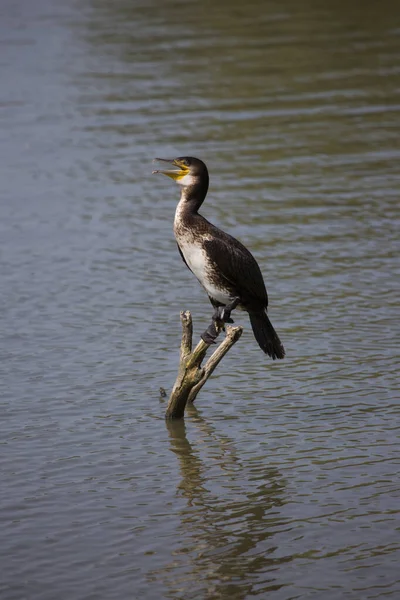 Oiseau Sauvage Bord Lac Plein Soleil — Photo