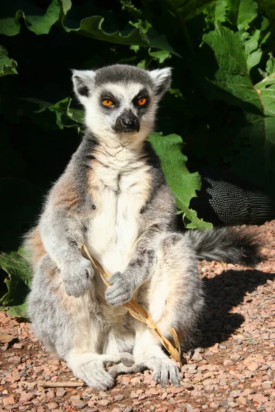 Lindo Lémur Zoológico — Foto de Stock