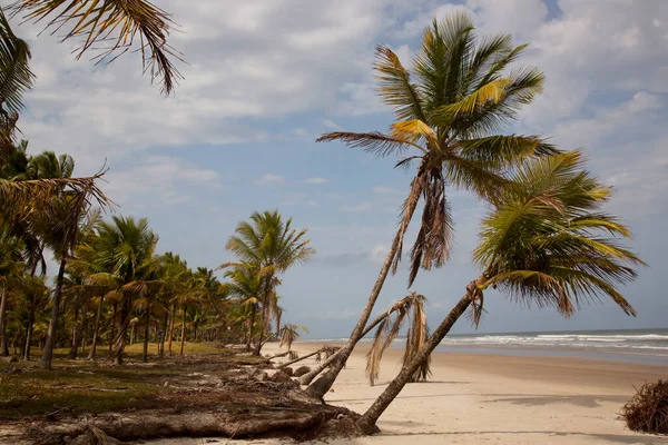 Palmiye ağaçları olan güzel tropikal plaj