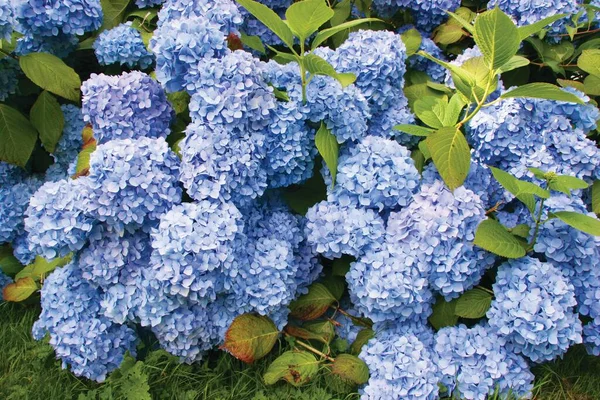 Vue Rapprochée Belles Fleurs Dans Jardin — Photo