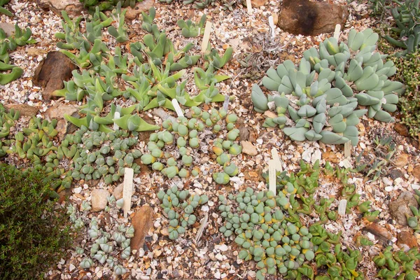 Close Van Sappige Cactussen Kas — Stockfoto