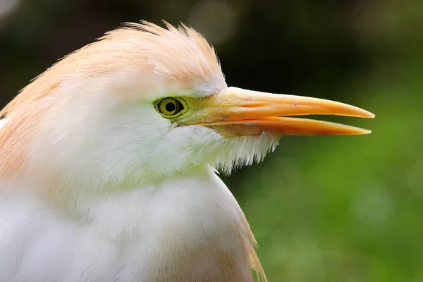 Beyaz Koereiger Kuşunun Görünümü — Stok fotoğraf