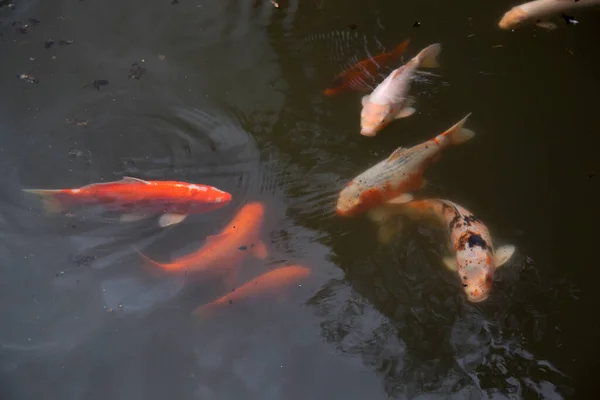 Peixe Koi Lagoa — Fotografia de Stock