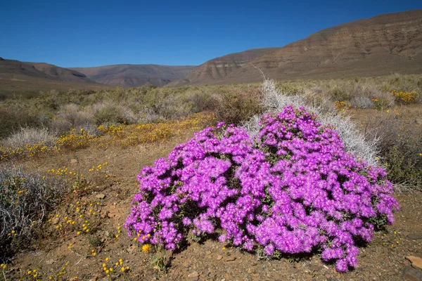Çiçekler ve bitkilerle dolu güzel bir manzara. 