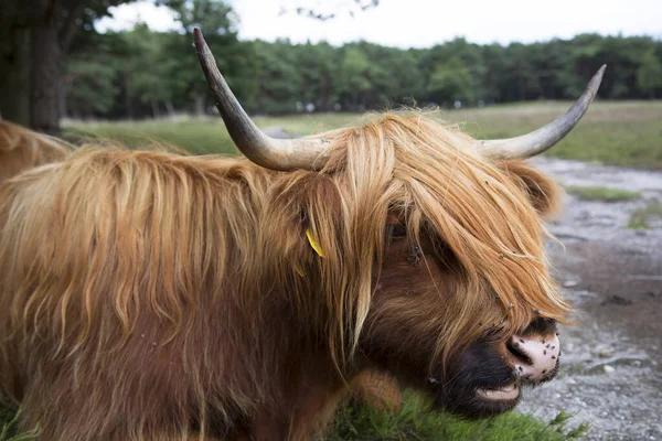 Vacas Highland Escocesas Nos Países Baixos — Fotografia de Stock