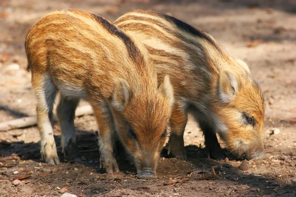 Милейшие Пушистые Свиньи Зоопарке — стоковое фото