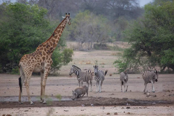 Syn Giraff Vilda Djur Afrika — Stockfoto