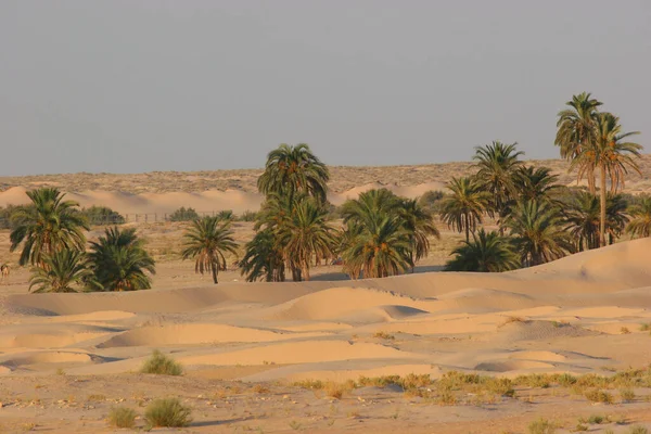 Blick Auf Palmen Der Wüste — Stockfoto