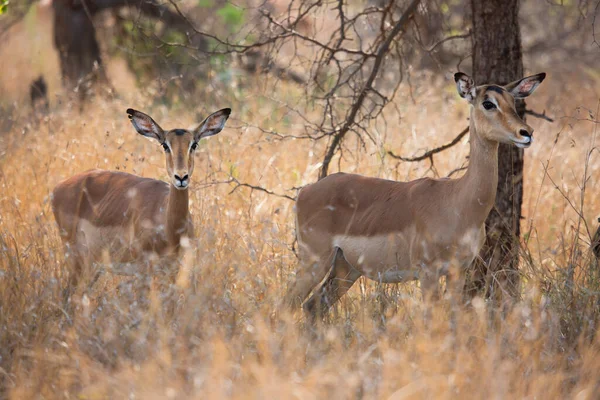 Group Wild Antelope Savannah — Stock Photo, Image