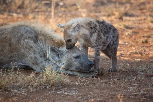 Vahşi hayatta vahşi bir sırtlan