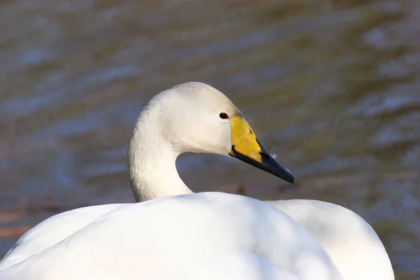 Белый Лебедь Озере — стоковое фото
