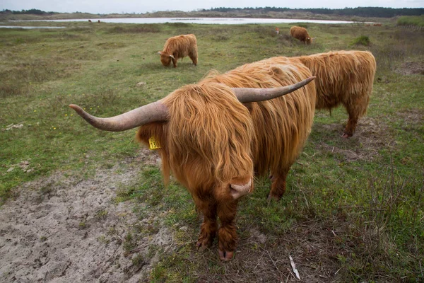 牧草地で放牧された牛の群れが — ストック写真