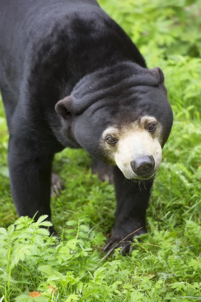 Jedzenie Niedźwiedzia Helarctos Malayanus Chodzenie Polu Trawy Otwartym Lesie — Zdjęcie stockowe