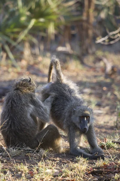 Vahşi ortamda şirin babunlar.