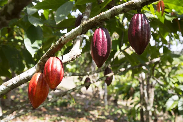 Granos Cacao Que Crecen Plantaciones Agrícolas —  Fotos de Stock