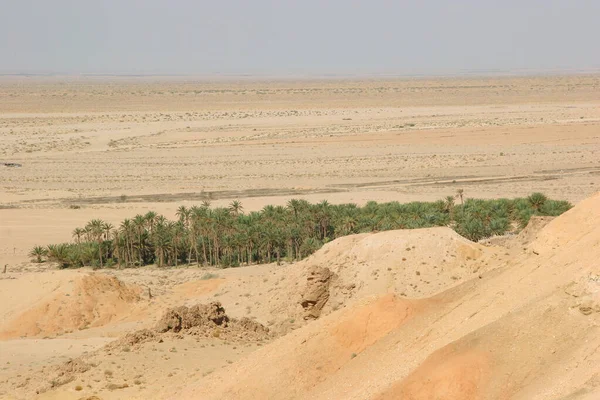 Widok Palm Pustyni — Zdjęcie stockowe