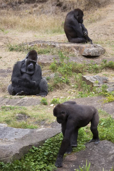 Gorilas Zoológico — Foto de Stock