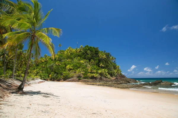 Terkedilmiş ve el değmemiş tropikal sahilde palmiye ağaçları ve kum