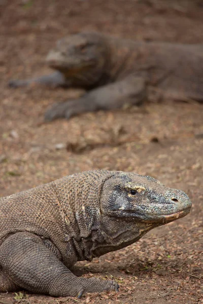 Komodo ejderhaları doğal yaşam alanında, Komodo Parkı, Endonezya
