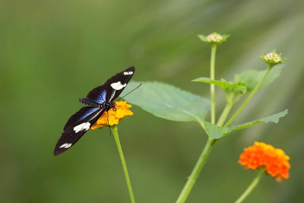 Doris Longwing Laparus Doris Beautiful Colored Brushfoot Butterfly Central South — Stock Photo, Image