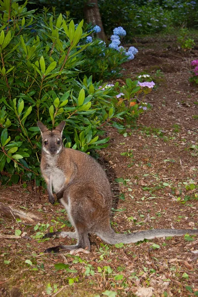 Şirin Bir Kangurunun Yakın Çekimi — Stok fotoğraf
