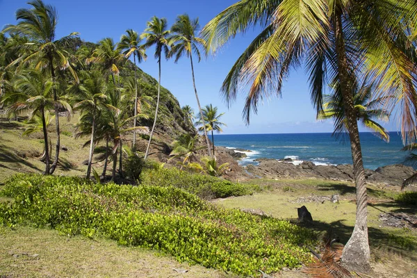 Palmiye ağaçları olan güzel tropikal plaj