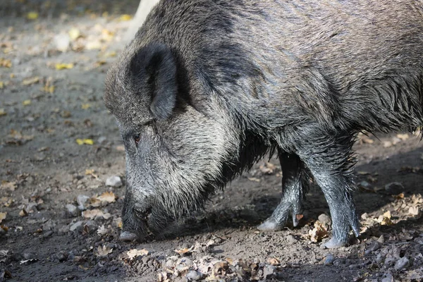 Wildschweine Oder Schweine Sus Scrofa Auf Der Suche Nach Nahrung — Stockfoto