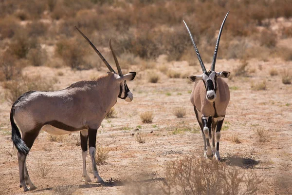 Gemsbok sürüsü ya da Güney Afrika antilobu, Afrika antilobu ceylanı Kalahari çölündeki kuru otların arasında yürüyor ve otluyor.