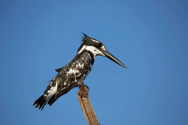 Pied Kingfisher Ceryle Rudis Sentado Una Rama Favorita Manchando Peces —  Fotos de Stock