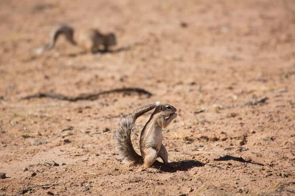 colony of Cape ground squirrel, Xerus inauris, eating and on watch for danger