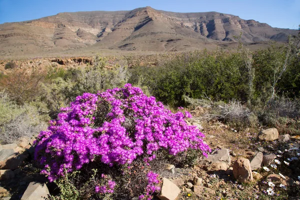 Arkasında dağlar olan güzel bir manzara.