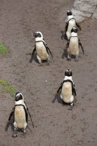 Wandern Und Bewegung Afrikanischer Oder Schwarzfußpinguin Spheniscus Demersus Kolonie Felsigen — Stockfoto