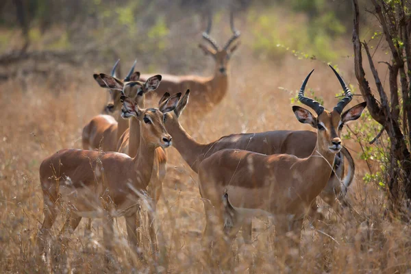 Savanadaki bir grup vahşi antilop.  