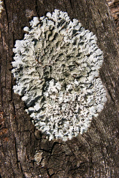 Heart Shaped Tree Bark Wooden Background — Stock Photo, Image