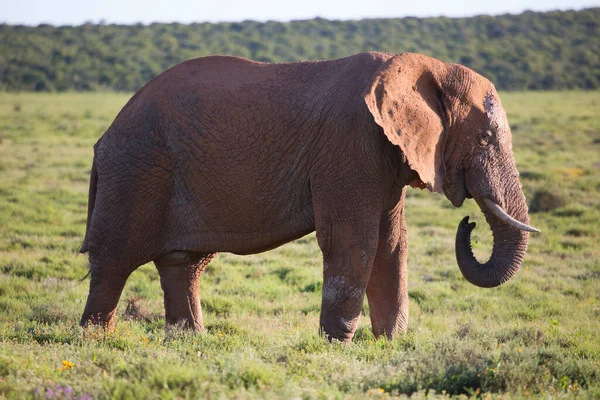 Solitary African Savanna Elephant Grazing Open Plains Grassfields — Stock Photo, Image