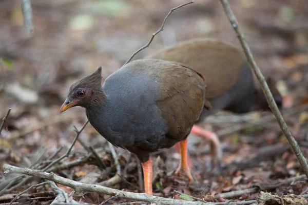 Aves Megapodius Reinwardt Habitat Natural — Fotografia de Stock