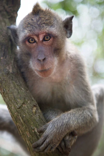 Crab Eating Long Tailed Macaque Macaca Fascicularis Relaxed Observing Area — Stock Photo, Image