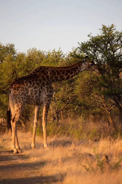 Kilátás Zsiráf Vadon Élő Állatok Afrika — Stock Fotó