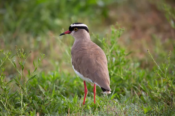 Crowned Lapwing Plover Vanellus Coronatus Standing Watch Pasture — Stock Photo, Image