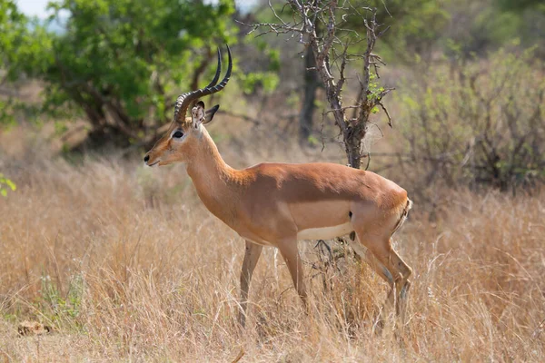 Grupo Antílopes Selvagens Savana — Fotografia de Stock