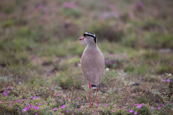 Crowned Lapwing Plover Vanellus Coronatus Standing Watch Pasture — Stock Photo, Image