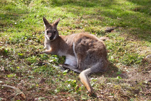 Çayır Üzerindeki Kanguru Manzarası — Stok fotoğraf