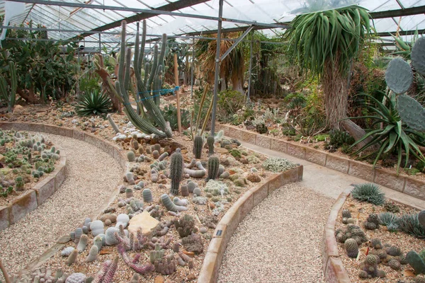 stock image closeup of succulent cacti growing in greenhouse