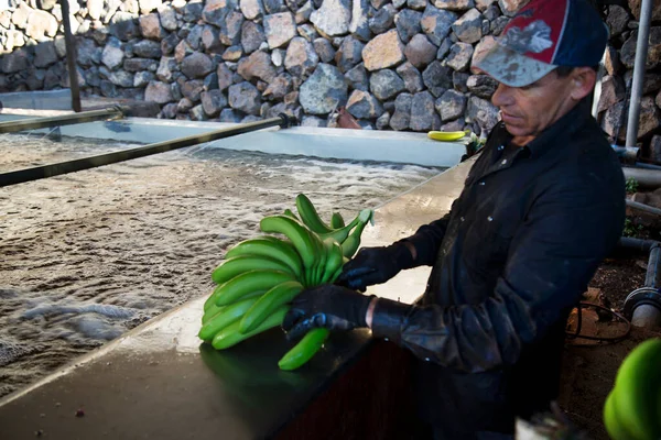Yeşil taze muzlu adam