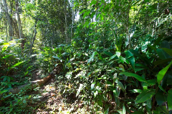 Belo Tiro Botânico Vegetação Tropical — Fotografia de Stock