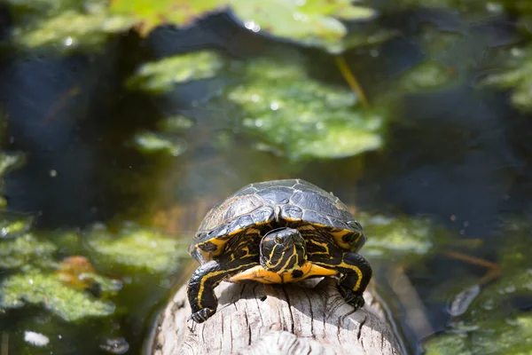 Schildkröte Wasser — Stockfoto