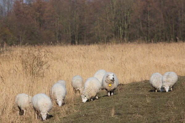 Herd Sheep Farm Pasture Countryside — Stock Photo, Image