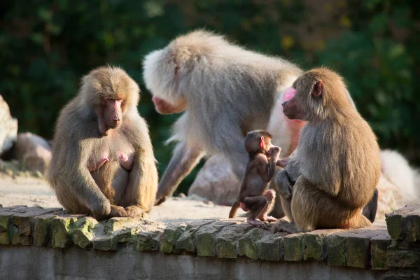 Familie Der Hamadryas Paviane Papio Hamadryas Die Zusammen Sitzen Und — Stockfoto