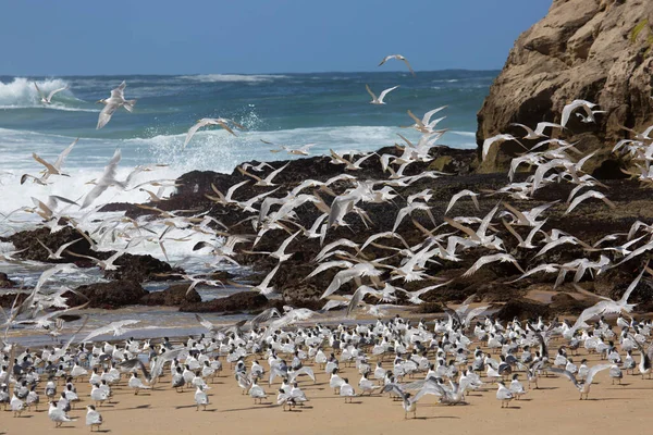 Daha büyük ibikli kırlangıçlar sürüsü